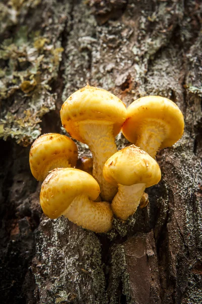 明亮的黄色蜂蜜蘑菇. — 图库照片