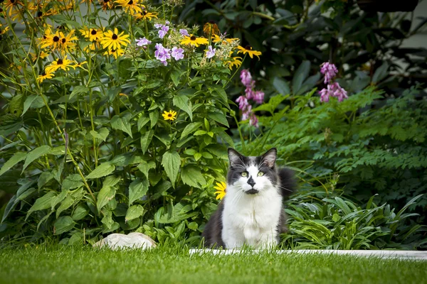 Gato en patio por flores . — Foto de Stock