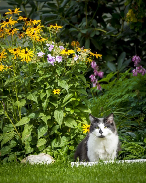 Katt bredvid blommor. — Stockfoto