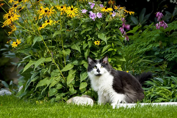 Niedliche Katze sitzt neben Garten. — Stockfoto