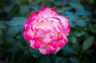Spokane, Washington 'daki Manito Park' taki gül bahçesinde tek bir melez yükseldi..