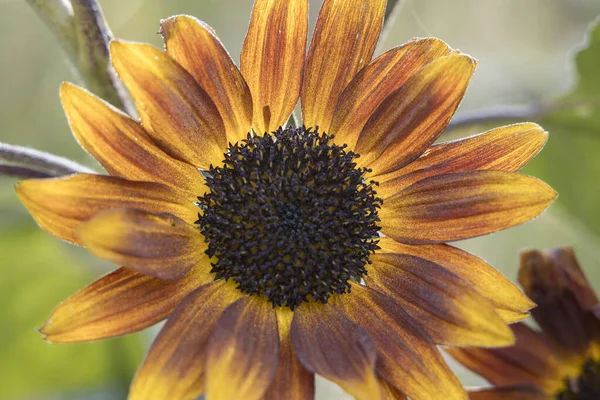 Close View Little Becka Sunflower Finch Arboretum Spokane Washington Usa — Stock Photo, Image
