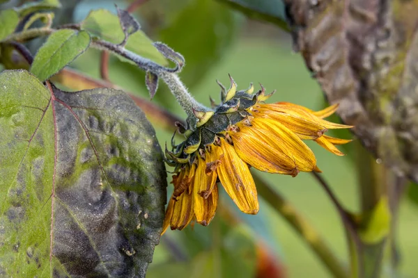 Close Side View Little Becka Sunflower Finch Arboretum Spokane Washington — Stock Photo, Image