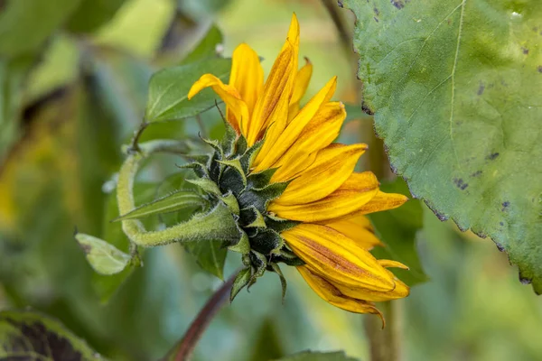 Vue Latérale Rapprochée Petit Tournesol Becka Arboretum Finch Spokane Washington — Photo