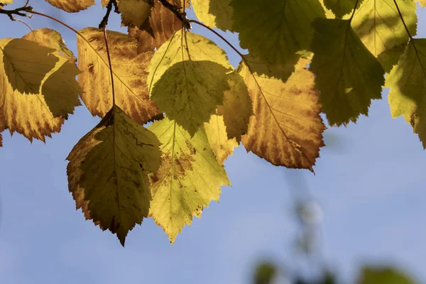 Une Vue Abstraite Des Feuilles Automne Contre Ciel Bleu Cannon — Photo