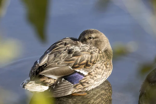 Pato Real Hembra Descansa Aguas Poco Profundas Cannon Hill Park — Foto de Stock