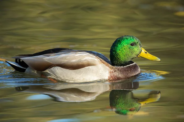 Eine Stockente Schwimmt Ruhigem Wasser Cannon Hill Park Spokane Washington — Stockfoto