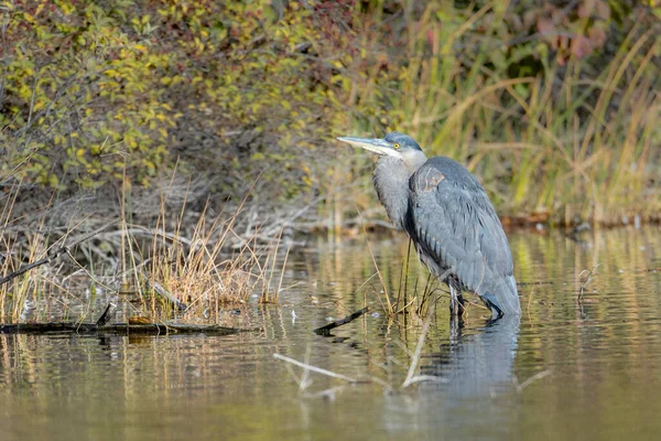 Wielka Czapla Niebieska Brodząca Płytkiej Wodzie Cannon Hill Park Spokane — Zdjęcie stockowe