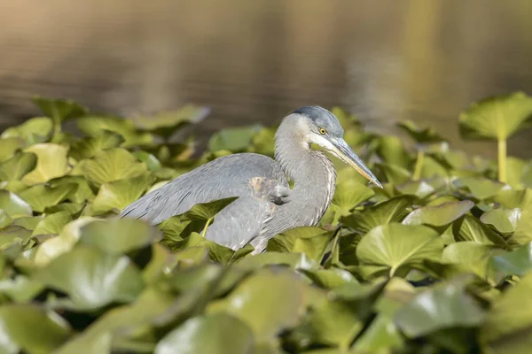 Great Blue Heron Lily Pads Looking Food Cannon Hill Park — Stock Photo, Image