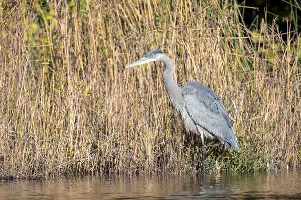 Great Blue Heron Staat Ondiep Water Naast Onkruid Cannon Hill — Stockfoto