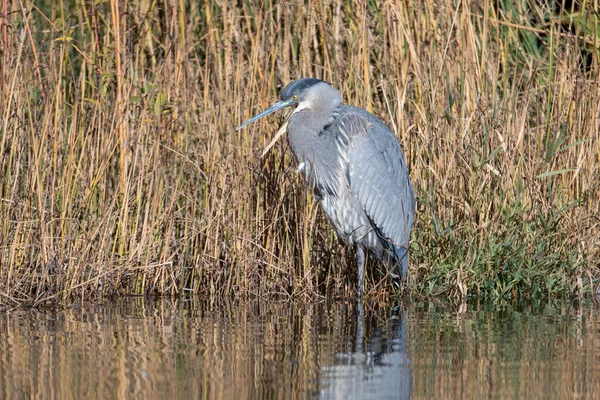 Great Blue Heron Stands Shallow Water Next Weeds Cannon Hill — Stock Photo, Image