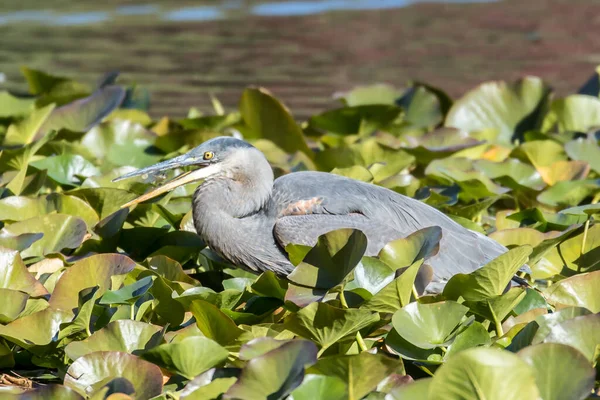 Great Blue Heron Eats Tiny Fish Just Caught Cannon Hill — Stock Photo, Image