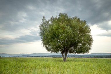 Idaho 'daki Bonners Feribotu yakınlarındaki Kootenai Vahşi Yaşam Sığınağı' nda güzel bir ağaç..