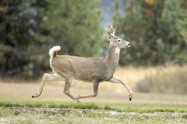 Kuzey Idaho 'daki bir parkta beyaz kuyruklu bir geyik çimlerin üzerinde koşuyor.