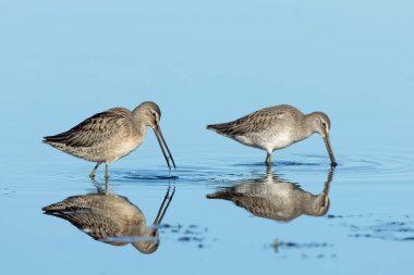 İki uzun gagalı Dowitcher. Washington 'daki Liberty Gölü yakınlarında sığ sularda yiyecek aramak..