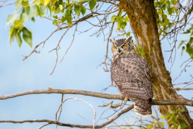 Idaho, Bonners Feribotu 'ndaki Kootenai Vahşi Yaşam Sığınağı' nın arka planında mavi gökyüzü olan bir dalda büyük boynuzlu baykuş..