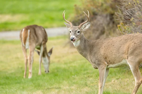 A male deer in the foreground and a female deer in the background in north Idaho.