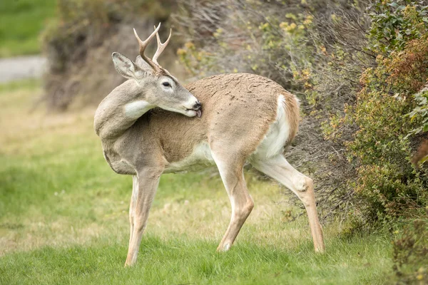 Veado Cauda Branca Limpa Enquanto Está Parque Norte Idaho — Fotografia de Stock