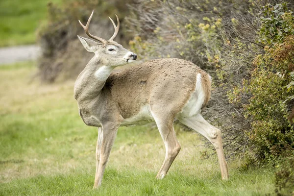 Een Mooi Zijprofiel Van Een Wit Staarthert Het Noorden Van — Stockfoto