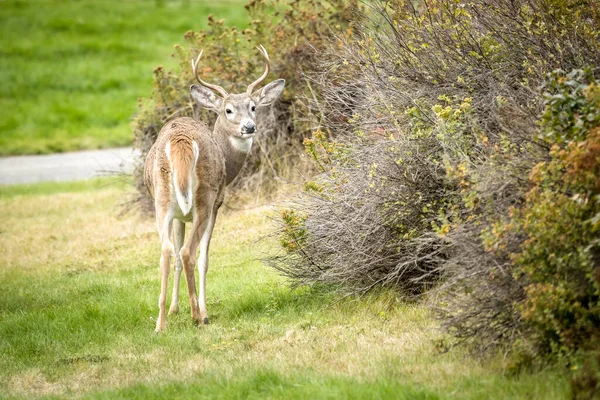 Een Mannelijk Hert Kijkt Terug Camera Een Park Het Noorden — Stockfoto