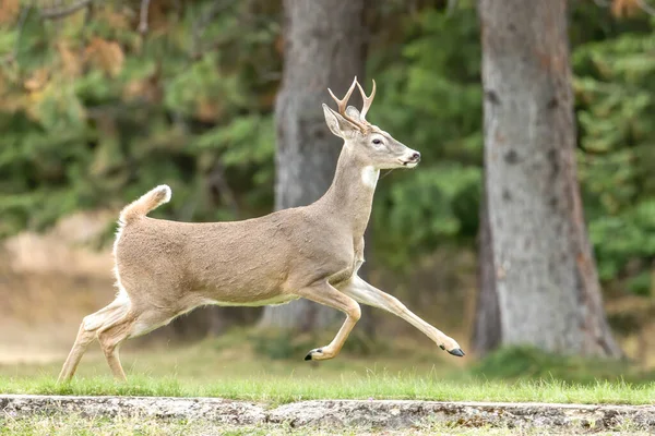 Cervo Bianco Corre Sull Erba Parco Nell Idaho Settentrionale — Foto Stock