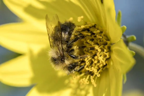 Una Abeja Está Una Flor Amarilla Recogiendo Polen Norte Idaho — Foto de Stock