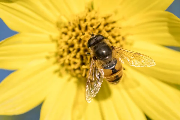 Large Mimic Fly Lands Pretty Yellow Flower North Idaho — Stock Photo, Image