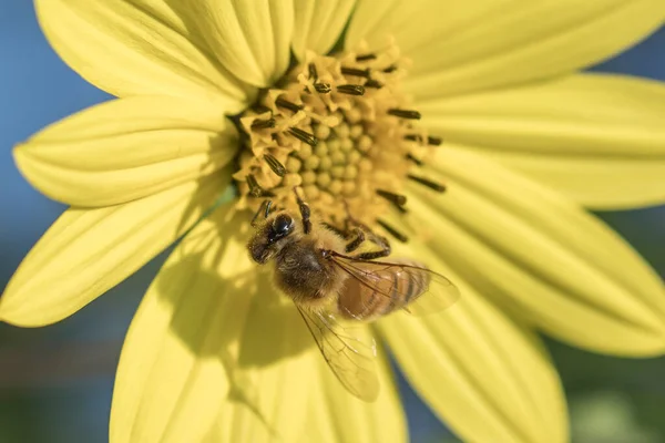 Una Abeja Está Una Flor Amarilla Recogiendo Polen Norte Idaho — Foto de Stock