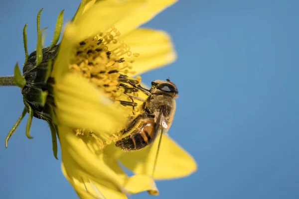 アイダホ州北部の明るい黄色の花から花粉を集めるミツバチの素晴らしい眺めのマクロ — ストック写真