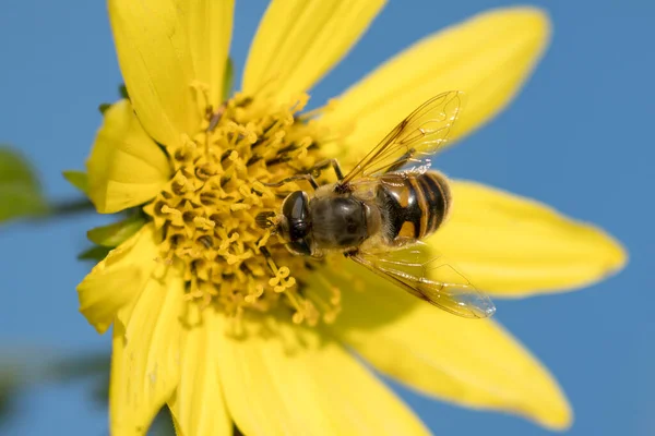 Eine Große Nachgeahmte Fliege Landet Auf Einer Hübschen Gelben Blume — Stockfoto