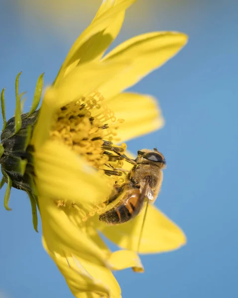 Una Bonita Macro Lateral Una Abeja Recolectando Polen Una Flor — Foto de Stock