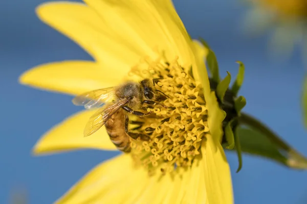 Ett Honungsbi Gul Blomma Samla Pollen Norra Idaho — Stockfoto