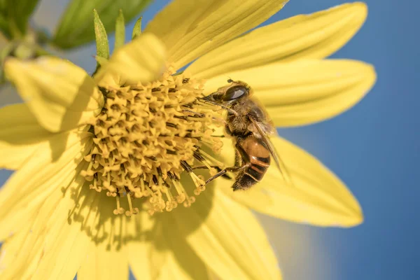 Nice Sideview Macro Honeybee Gathering Pollen Bright Yellow Flower North — Stock Photo, Image