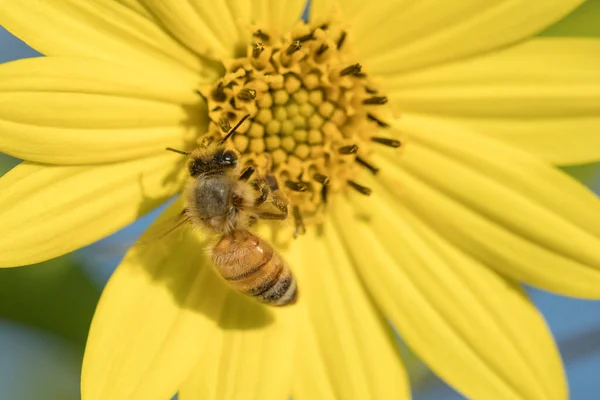 Una Abeja Está Una Flor Amarilla Recogiendo Polen Norte Idaho — Foto de Stock