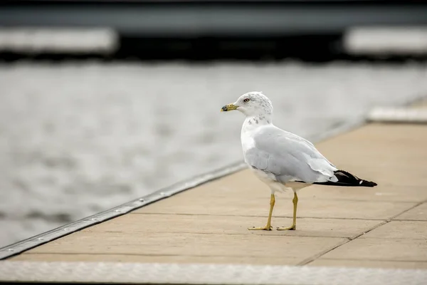 Cute Seagull Stands Wooden Pier Hauser Lake North Idaho — Stock Photo, Image