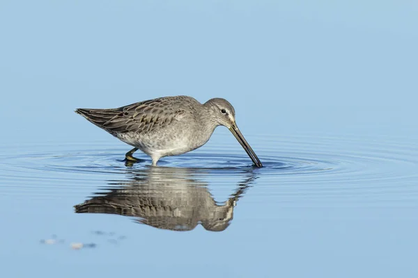 Long Billed Dowitcher Searches Food Calm Shallow Water Eastern Washington — Stock Photo, Image