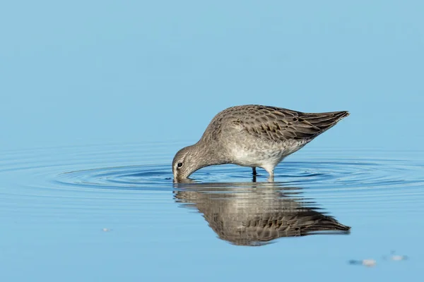 Long Billed Dowitcher Searches Food Calm Shallow Water Eastern Washington — Stock Photo, Image