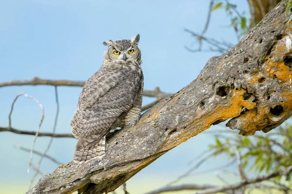 Een Grote Gehoornde Uil Een Oude Stam Met Blauwe Lucht — Stockfoto