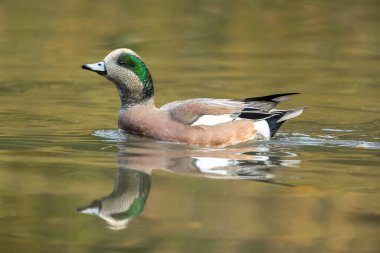 Spokane, Washington 'daki Cannon Hill Parkı' nın göletinde Amerikan Wigeon yüzer..