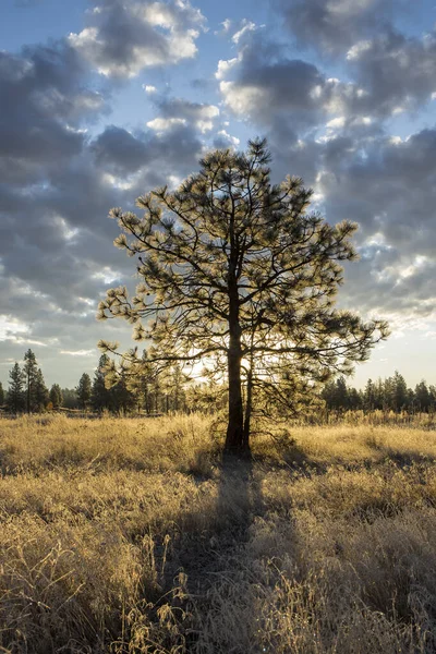 Pinheiro Retroiluminado Durante Nascer Sol Turnbull Wildlife Refuge Cheney Washington — Fotografia de Stock