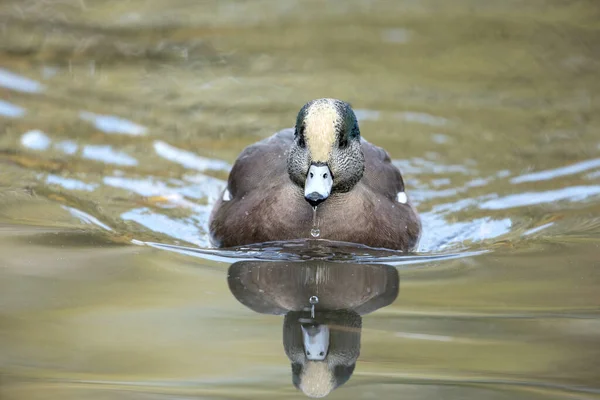 Wigeon Américain Nage Directement Vers Caméra Cannon Hill Park Spokane — Photo