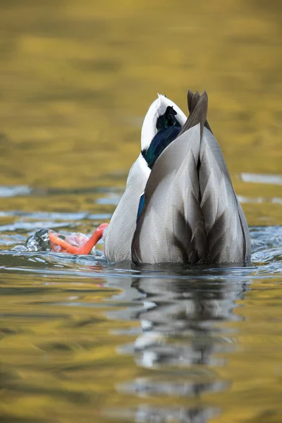 Mallard Pato Está Cabeça Para Baixo Uma Lagoa Procura Comida — Fotografia de Stock