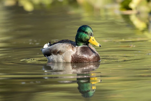 在华盛顿州斯波坎的坎农山公园 一只雄性野鸭在平静的水里游泳 — 图库照片