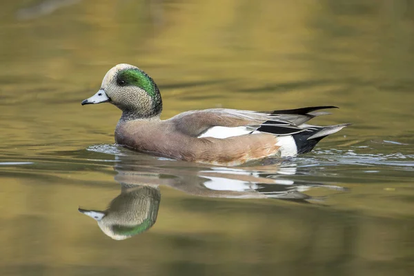 Amerikanska Trollkarlar Simmar Dammen Vid Cannon Hill Park Spokane Washington — Stockfoto