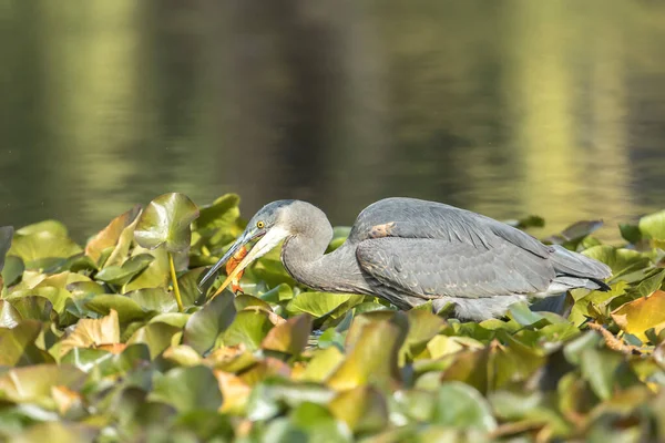 Great Blue Heron Eats Goldfish Just Caught Cannon Hill Park — Stock Photo, Image