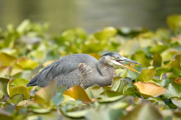 Great Blue Heron Eats Goldfish Just Caught Cannon Hill Park — Stock Photo, Image