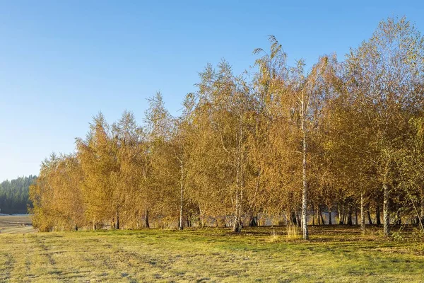 Birken Auf Einem Feld Herbst Der Nähe Von Plummer Idaho — Stockfoto