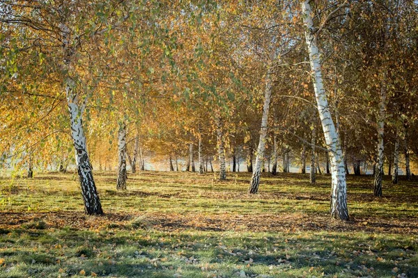 Nyírfák Ősszel Egy Mezőn Plummer Idaho Közelében — Stock Fotó