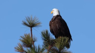 Coeur d 'Alene, Idaho' da bir ağacın tepesinde kendini gösteren kel bir kartalın video klibi..