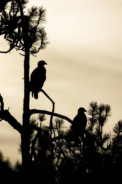 Dos Águilas Calvas Árbol Silueta Del Sol Mañana Norte Idaho — Foto de Stock